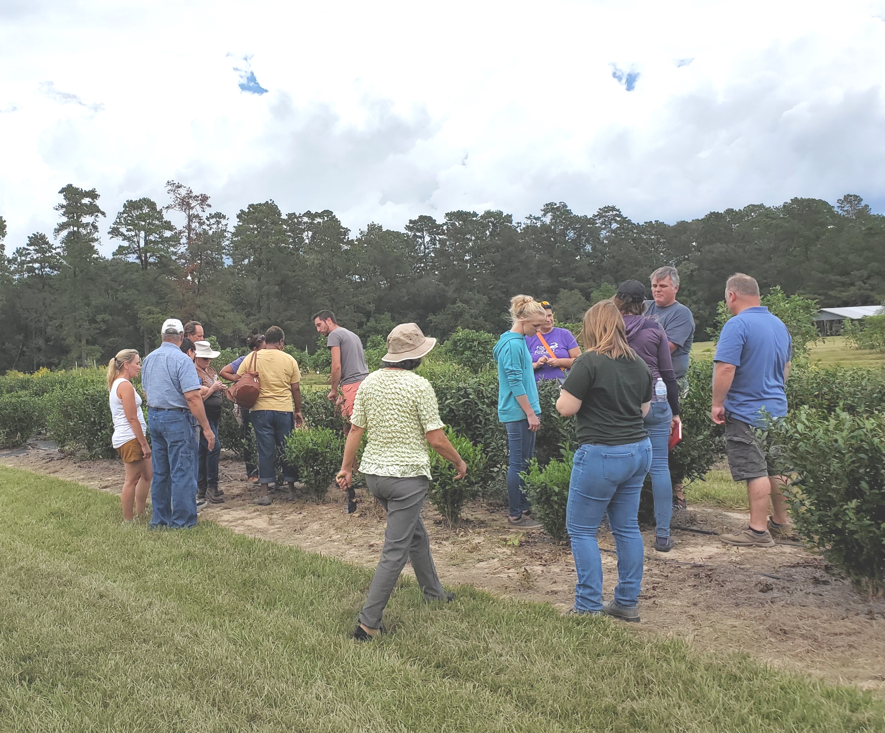Workshop attendees touring tea demonstration field at Hammond Research Station.jpg thumbnail